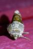 Acontia lucida